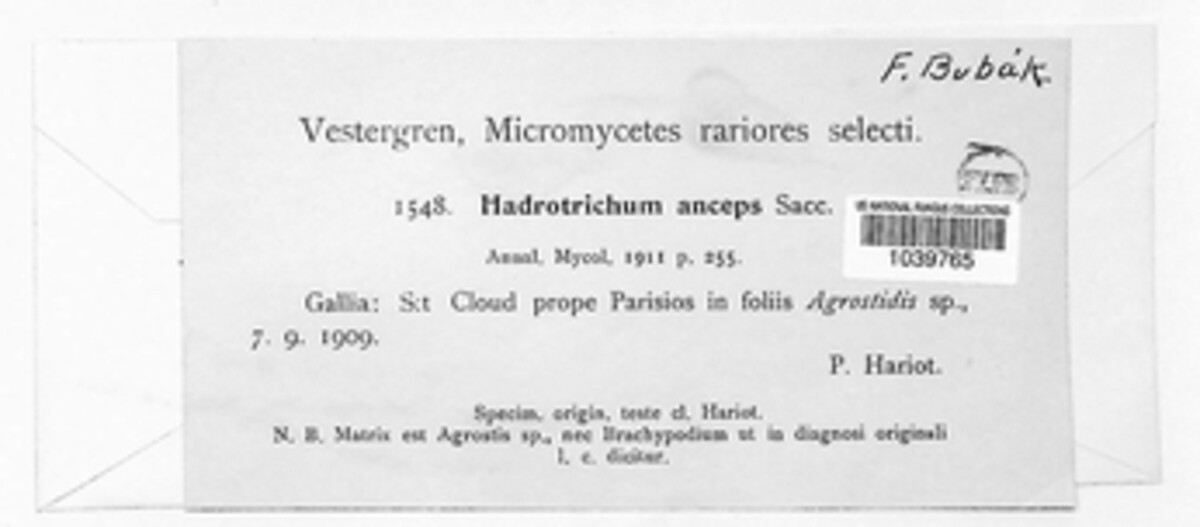 Hadrotrichum anceps image